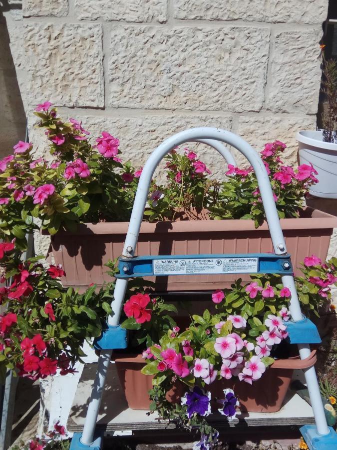 Cozy Garden Apartment Jerusalem Exterior photo